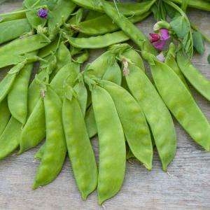 Pois Mangetout Corne de Bélier - 20 m